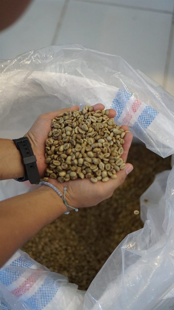 Green bean arabika pilihan di gudang Kopi Komplit Nusantara